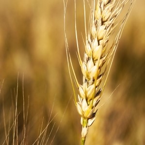 Carlsberg eyes expanded regenerative barley usage for its brands in UK, Finland and France - Vimarsana News