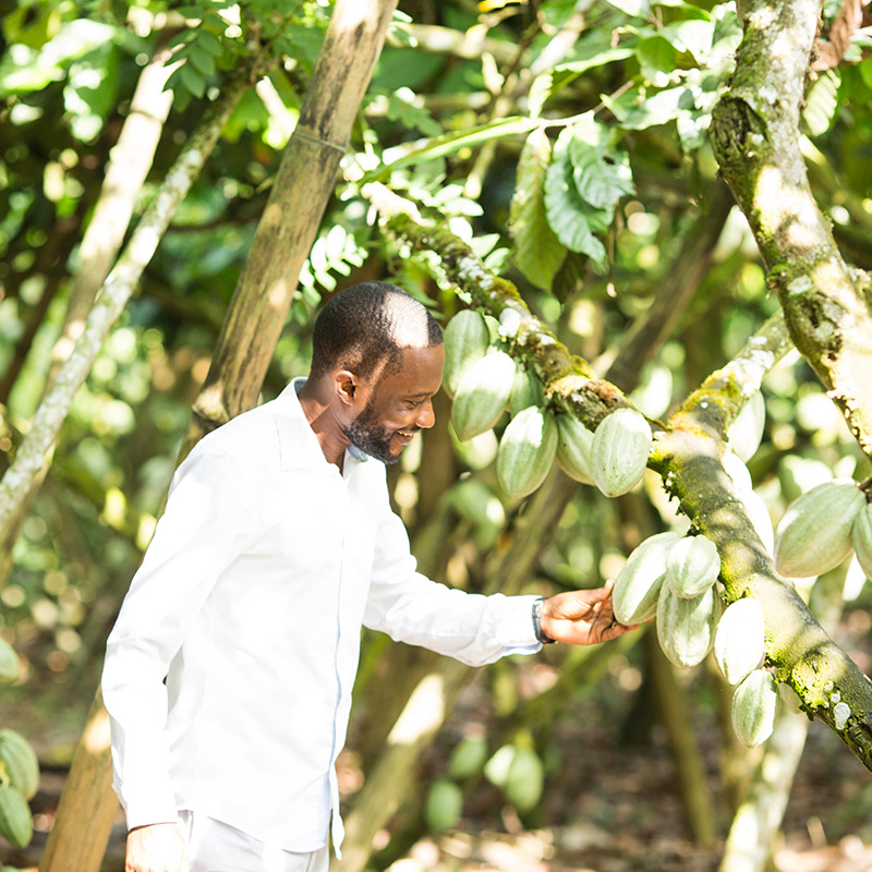 EU's global deforestation law finds industry favor but smallholder farmers fear trade exclusion - Vimarsana News