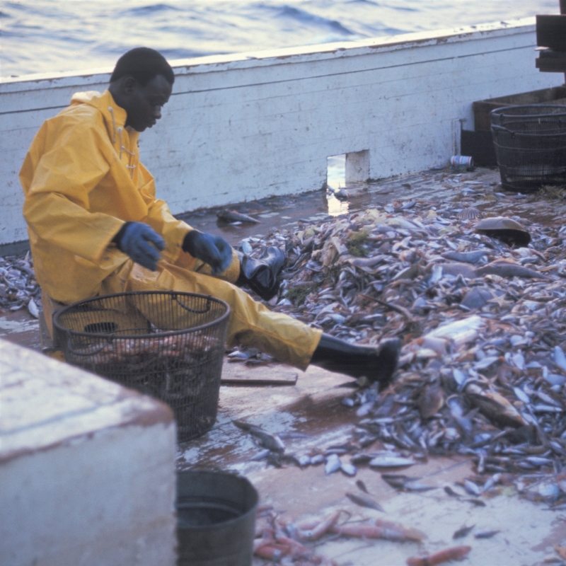Small marine fisheries hailed as nutrient solution for remote coastal communities, study finds - Vimarsana News