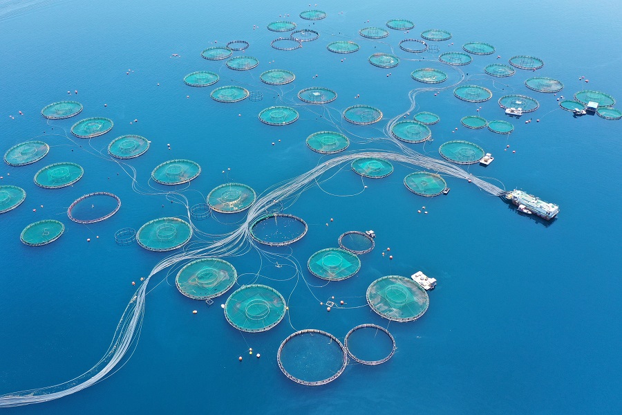 Aerial drone photo of sea bass and sea bream fishery in deep blue sea