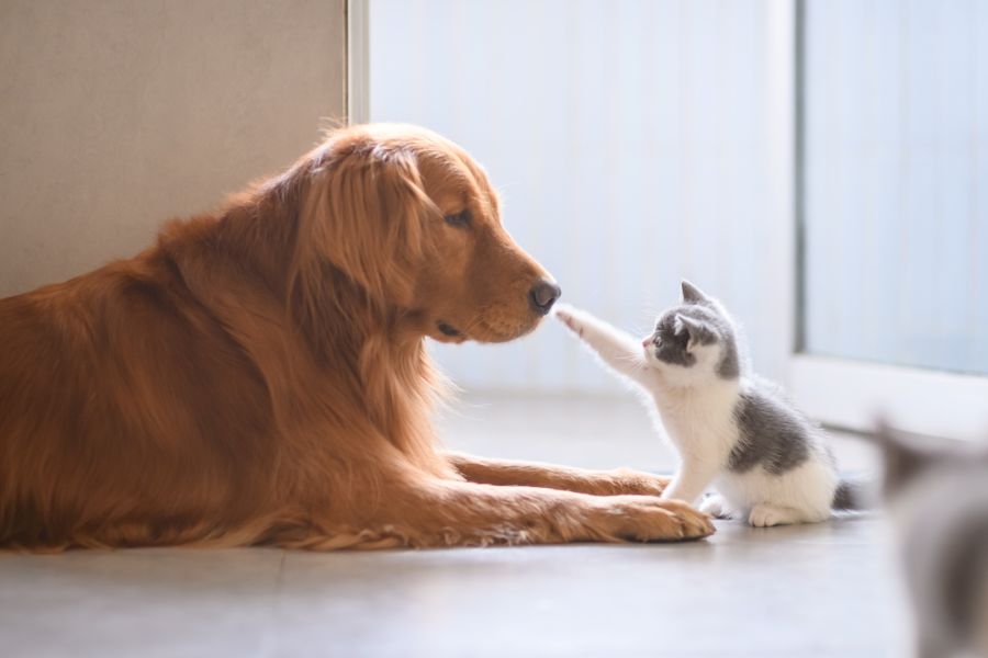 A cute grey and kitten boops an adult Irish Setter on the nose while sitting on a white floor. A cute grey and kitten boops an adult Irish Setter on the nose while sitting on a white floor.