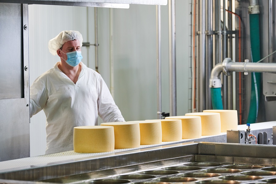 Dairy factory worker at cheese food production conveyer Dairy factory worker at cheese food production conveyer