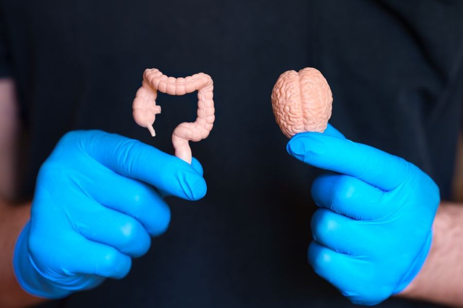 A person holding a plastic model of the brain next to a plastic model of the gut while wearing blue laytex surgeons gloves. A person holding a plastic model of the brain next to a plastic model of the gut while wearing blue laytex surgeons gloves.