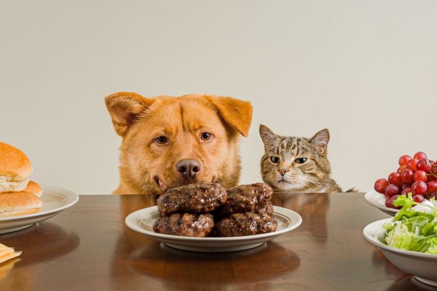 A cat and a dog hungrily stare at the food on their ownwers dinner table.