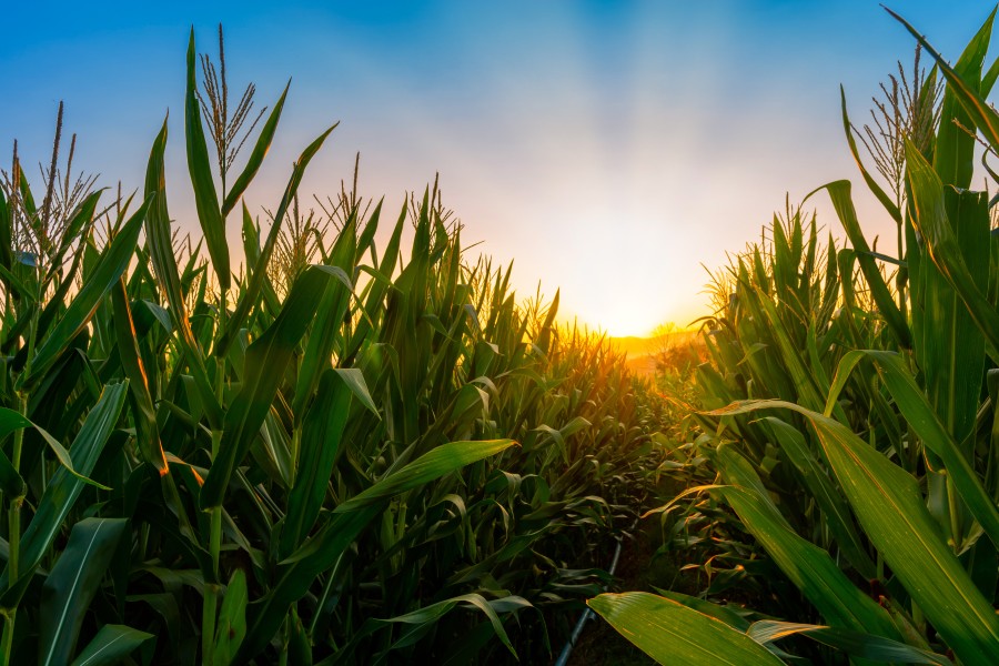 Image Corn growing in the field as the sun rises.