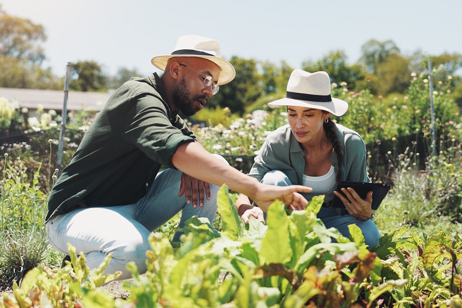 farm, tablet, man and woman in hat in field