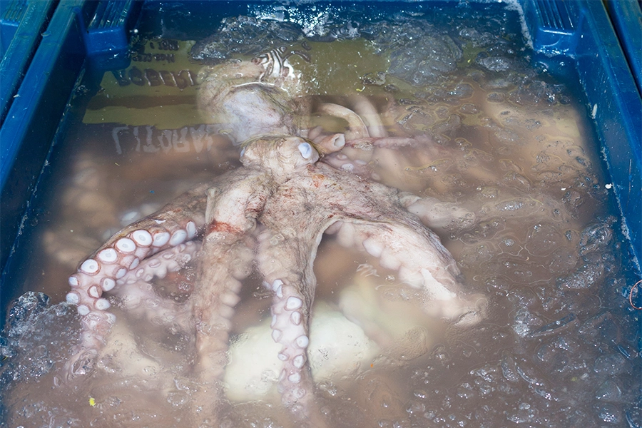 World Octopus Day 2025: Animal rights group exposes carnivorous...