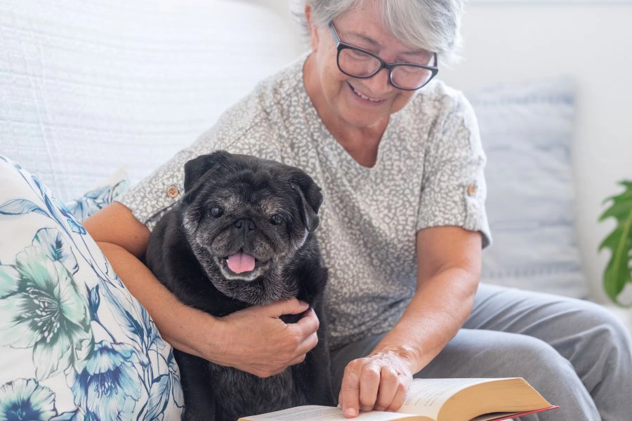 pug dog looking at book with his senior owner, together on couch at home pug dog looking at book with his senior owner, together on couch at home