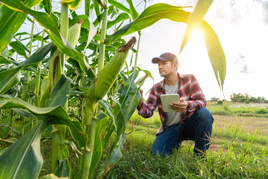 Farmer monitoring crops. Farmer monitoring crops.