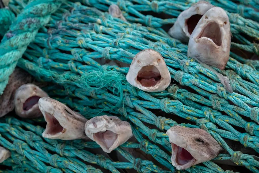 baby sharks caught in net