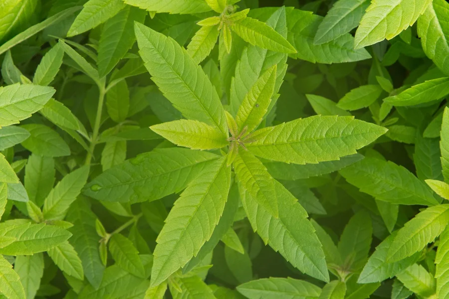 Lemon verbena Lemon verbena