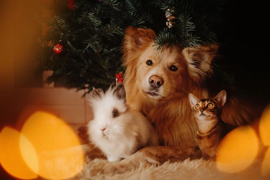 Image a bunny, dog, and cat posing under a christmas tree indoors