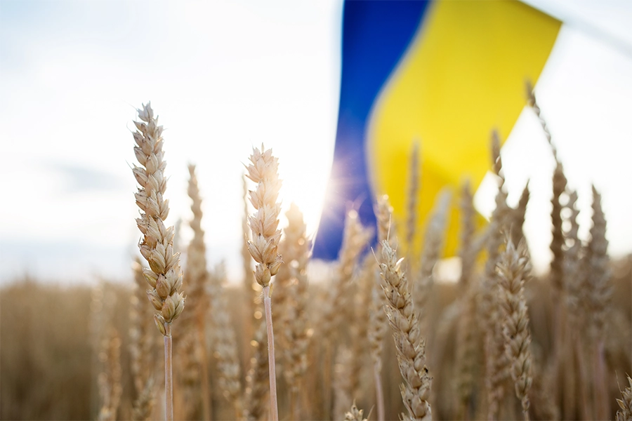 Ukraine: UN FAO calls for sustained investment to rebuild agri-food sector