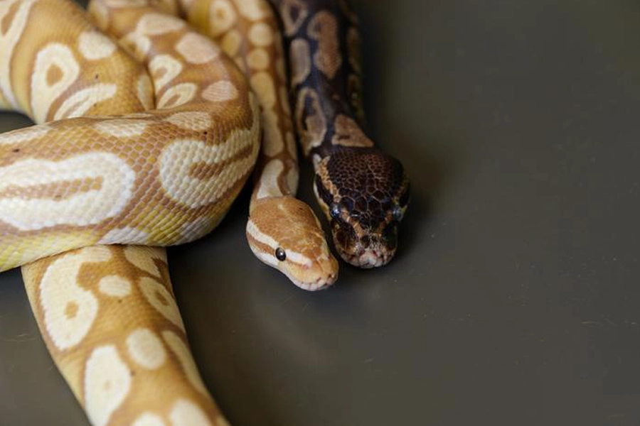 is glp 1 snake venom Beyond GLP-1: Metabolites in snake blood show weight loss potential