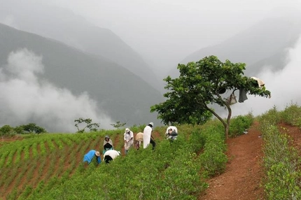 Scientists rally WHO to correct colonial-era bias equating coca to cocaine