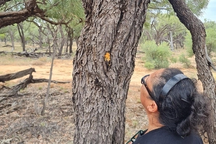 Arabic gum alternative: Australian study finds promise for locally-sourced Gidyea gum