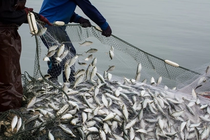 Wild Planet: Accountability and consistency crucial to seafood sustainability