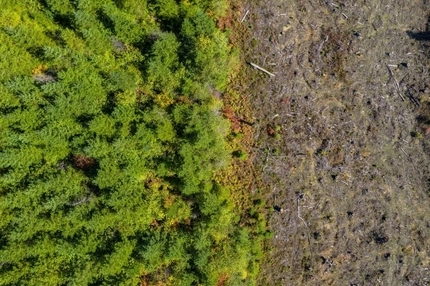 EU agrees deforestation regulation delay as review clause leaves industry in compliance limbo EU agrees deforestation regulation delay as review clause leaves industry in compliance limbo