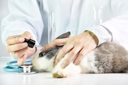 AI ends animal testing? Researchers create “most accurate” skin irritation prediction model