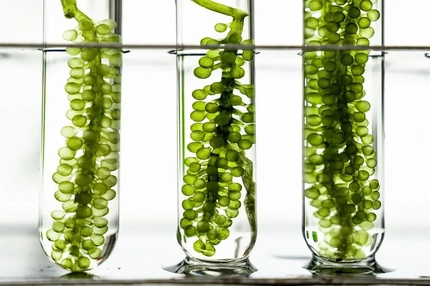 Image Engineering cosmetic credibility: How biotech is maturing marine beauty