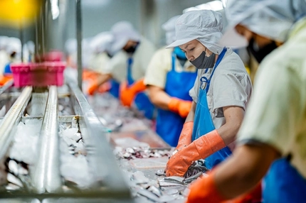 women performing quality control in fish factory