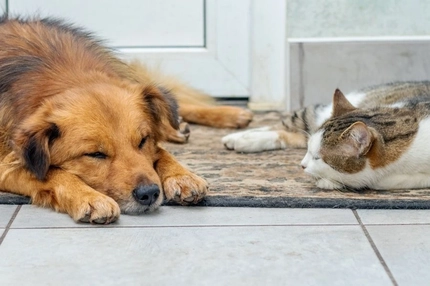 Image Senior dog and cat sleeping