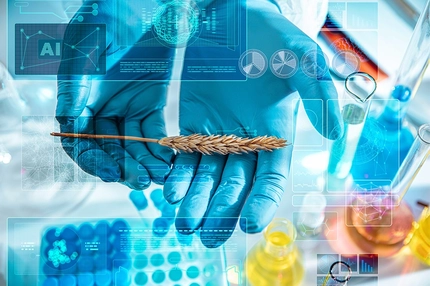 Image Close-up of gloved scientist hands holding a wheat ear in a laboratory with AI holograms and digital data overlays.