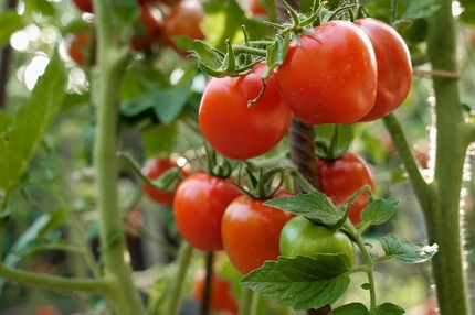 Image Farmed tomatoes