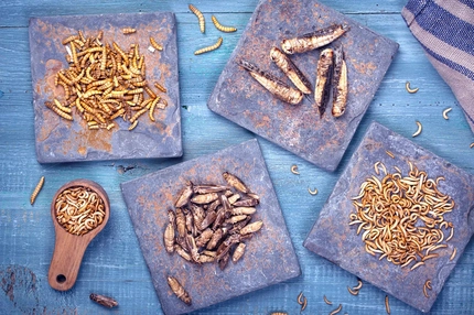 Image four types of dried insects in square plates on blue table