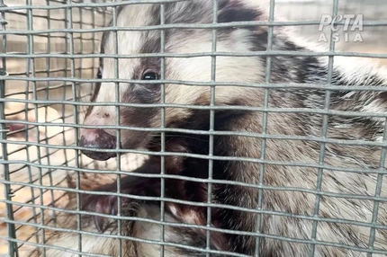 Image A badger in a cage.
