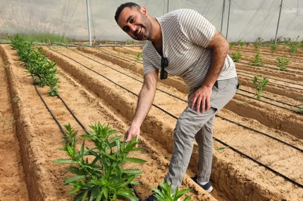 Image man in white shirt in field of safflower plants