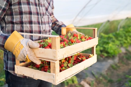 Image strawberry pallet