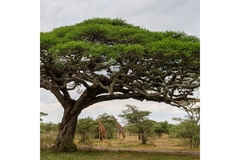 Alland and Robert to tackle climate change with Acacia tree ...