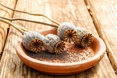 Poppy flower seed pods laying on a terra cotta plant saucer