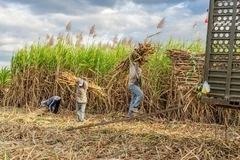 sugarcane workers in the field