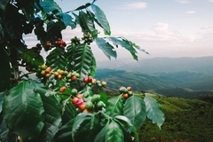 coffee plant with fruits