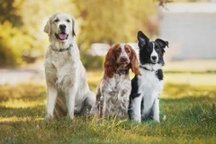 Three cute doggies all standing next to each other in a park.