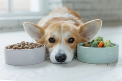 Dog between bowls of dog food and vegetables