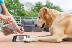 woman's hand giving dog food to dog sitting on brown floor woman's hand giving dog food to dog sitting on brown floor