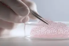 scientist handling lab grown skin organoid with tweezers