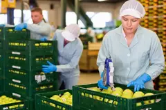 placing fruit labels