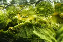 green chemistry biosurfactant with bubbles