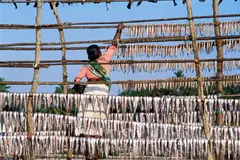 indian fisherwoman drying fish on racks of bamboo