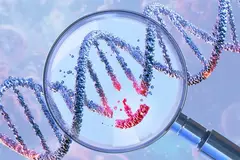 DNA double helix under magnifying glass showing gene editing