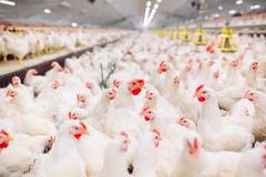 Chickens in close proximity.