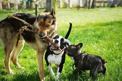 Three cute doggies all standing next to each other in a park.