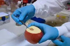 A scientist puts a test strip on an apple in a lab.