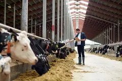 farmer with clipboard on dairy farm with cows
