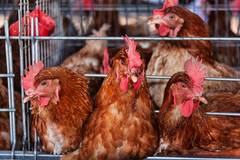 Caged hens.