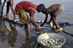 two boys put dead fish into basket from net on shore